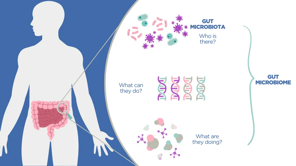 Le microbiote intestinal : notre deuxième cerveau