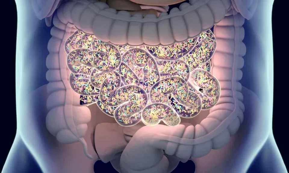 Probiotiques et prébiotiques : guide pratique pour votre flore intestinale